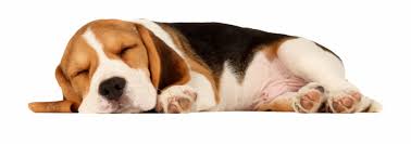 Free download dog png image, hd dog png, transparent dog png images with different sizes only on searchpng.com. Sleeping Dog Png Sleeping Dog Transparent Background Transparent Png Download 3295704 Vippng