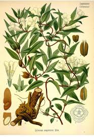 Image result for Gelsemiaceae