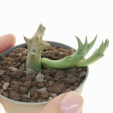 Image result for Orbea schweinfurthii