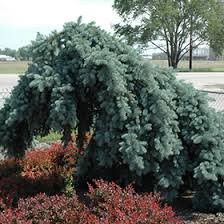 Naturehills.com has been visited by 10k+ users in the past month Weeping Blue Spruce Picea Pungens Pendula Tree Form In Richmond Fairfax Loudoun Prince William Fredericks Virginia Va At Meadows Farms Nurseries