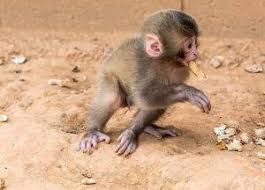 There are also other expenses every potential monkey pet owner needs to consider. How Much Does Finger Monkeys Cost 2021
