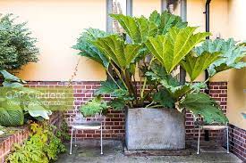 In cooler areas, plant in a spot sheltered from drying winds. Gunnera Manicata In Stock Photo By Carole Drake Image 1372798