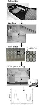 For today's and tomorrow's laboratories. The Workflow Of Sample Preparation And High Throughput Screening Ftir Download Scientific Diagram