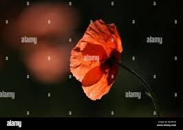 Image result for Dignathia gracilis