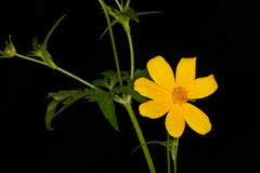 Image result for Bidens oligoflora