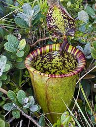 There are many great ways to keep those pesky bugs out of your garden, but often the natural way is the best way. Carnivorous Plants The Meat Eaters Of The Plant World Natural History Museum