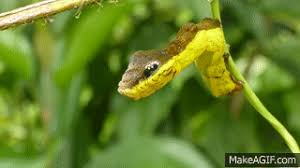 Maybe you would like to learn more about one of these? Snake Mimic Caterpillar Hemeroplanes Triptolemus Sphingidae On Make A Gif