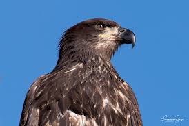 It takes a bald eagle about five years to get that signature look of an adult. Juvenile Bald Eagles Francesca Scalpi