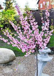 Producing beautiful flowers in spring, and your own delectably flavoured nuts. Prunus Triloba 5 6ft Double Flowering Cherry Almond Tree Japanese Garden Style Garden Plants