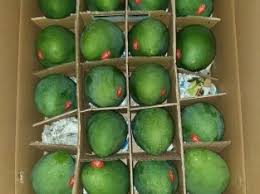 Harga buah mangga ini bole mencapai rm40/kg3. Mangga Harum Manis Matang Pohon Mangga Alpukat Marketplace Kuliner Indonesia