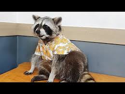 Maybe you would like to learn more about one of these? Pet Raccoon Shows Off His Super Cool Hawaiian Shirt Youtube