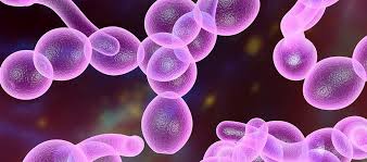 Image result for Candidiasis