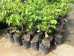 Keuntungan menanam bellimbing dalam pot karena keterbatasan lahan, dapat berbuah lebat seperti ditanam langsung dalam tanah asal dirawat dengan. Bibit Pohon Buah Belimbing Madu Jumbo Super Cepat Berbuah Bisa Tanam Di Pot Tabulampot Planterbag Shopee Indonesia