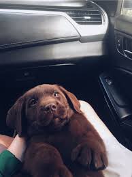 65 Baby Animals That Can Fill Your Heart With Joy In 2020 Cute Animals Cute Dogs Baby Animals