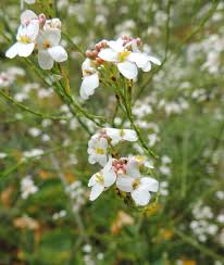 Image result for Crambe kilimandscharica