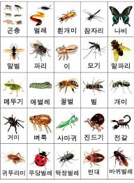 Eww Bugs Jennie Hates Bugs Too Korean Language Learn