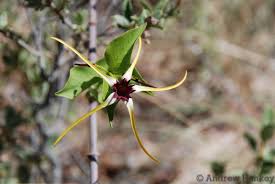 Image result for Strophanthus amboensis