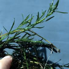 Image result for Najadaceae