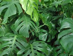 Monstera Giftig Fur Hunde Katzen Oder Menschen