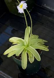 This butterwort carnivorous plant produces multiple flower stalks, and typically have white flowers. Pinguicula Primuliflora Butterwort Carnivorous Plant