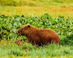 Imagem de Capybara in Pantanal