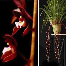 Image result for Polystachya galeata