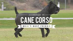 This guide presents detailed information on training a cane corso, with 3 crucial points relevant to almost all new or experienced dog and puppy owners. Cane Corso Dog Size Temperament And Health