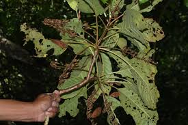 Image result for Hymenodictyon