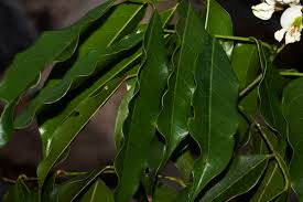 Image result for Craibia