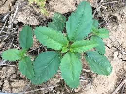 Image result for Sida spinosa