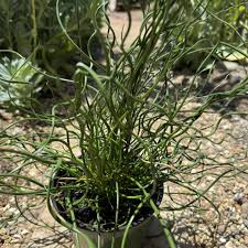 Image result for Juncus
