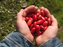 The trees go dormant in the winter and drop all of their leaves. Miracle Fruit Farm Llc Fresh Miracle Berries More Miami Fl