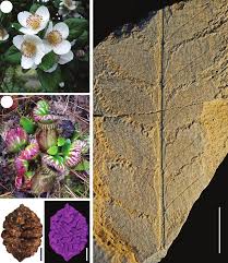 Image result for Cunoniaceae