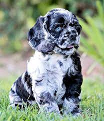 These solid colors including black, red, brown or. The 10 Best Home Decor With Pictures The Best Tip Is To Start Groomin Cutedogsand Cute Puppy Wallpaper Cute Puppies Puppies