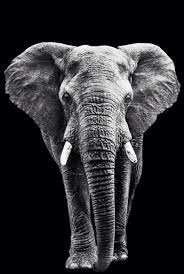 African Elephant Black And White Elephant Pictures Albert Dandl Blackandwhitewildlifephotography Elephant Photography Elephant African Animals Photography