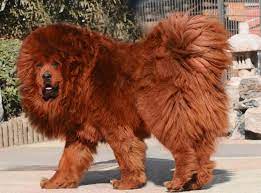 The caucasian shepherd is considered to be a giant breed, and the tibetan is a large breed. Seven Things You Didn T Know About The Red Tibetan Mastiff