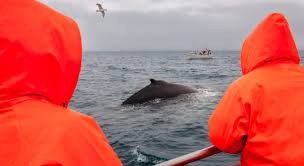 Haunting images show the waters off the faroe islands turned red — after hunters in the remote archipelago slaughtered hundreds of pilot whales as part of a gory annual tradition. Why It S Time To Talk About Whale Hunting In The Faroe Islands