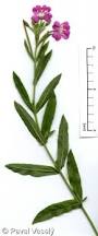 Image result for Epilobium hirsutum