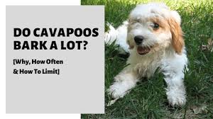 Maybe you would like to learn more about one of these? Do Cavapoos Bark A Lot Why How Often How To Limit