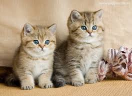 Our cattery is located in washington. Cattery Of British Shorthaired Silver Shaded Cats Kittens British Shorthair Cats Cats Kittens