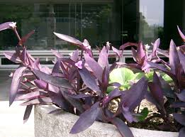 Image result for Tradescantia pallida