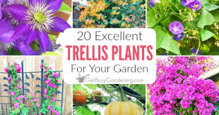 The blooms often remain until autumn. 20 Excellent Trellis Plants For Your Garden Get Busy Gardening