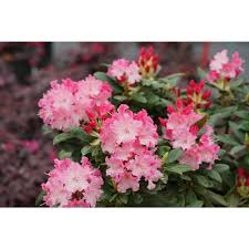 Proven Winners Direct Ll 1 Gal Dandy Man Color Wheel Rhododendron Live Plant Pink Flowers In 2020 Deer Resistant Shade Plants Shade Loving Shrubs Plants Under Trees