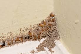 Drywood termites have protruding mouth pinchers. Do You Recognize The 7 Early Warning Signs Of A Termite Infestation