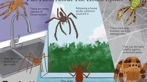 The first 16 are the ones we receive most questions about. 8 Facts About The Misunderstood House Spider