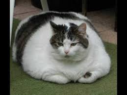 High quality fat dog gifts and merchandise. Fat Dogs And Cats Youtube