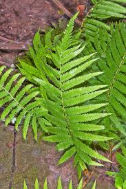 Image result for Christella dentata
