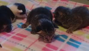 See more of free kittens to good home on facebook. Free Kittens On Craigslist Startseite Facebook