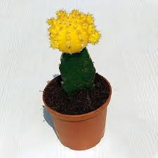 How do you tell if a cactus is under watered? Buy Moon Cactus Grafted Yellow Cactus Plant Online From Nurserylive At Lowest Price