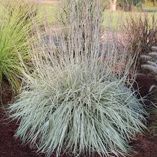 Image result for Schizachyrium